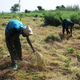 Fonio in West Africa